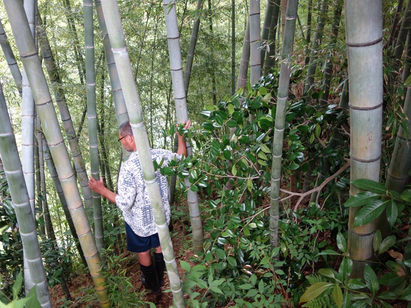 整備が必要な竹林を視察