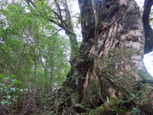 まさに巨樹の風格