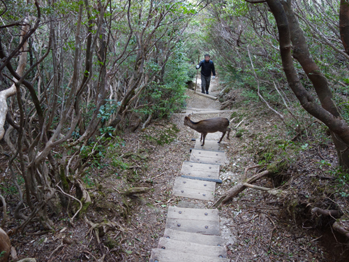 登山道で屋久シカにバッタリ遭遇